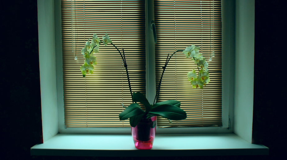 выбор горшка для орхидеи выбор горшка для орхидеи